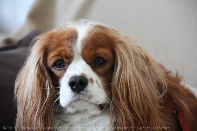 Photo de Cavalier king charles spaniel