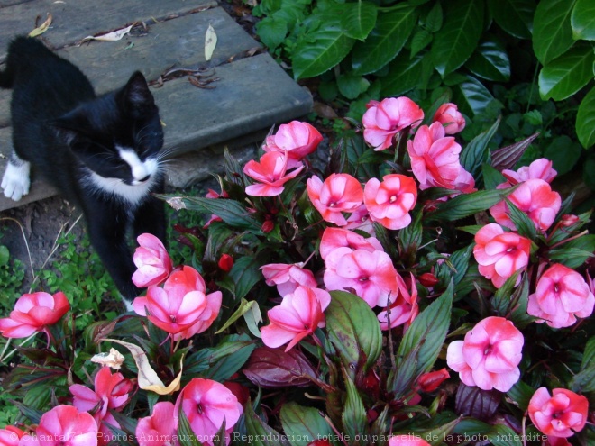 Photo de Chat domestique