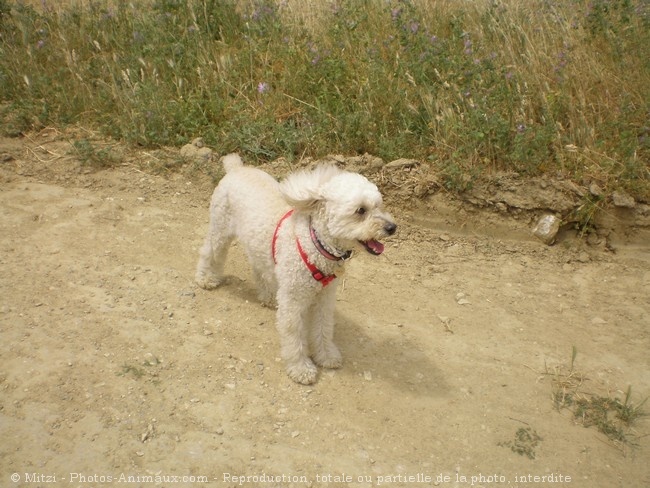 Photo de Caniche moyen