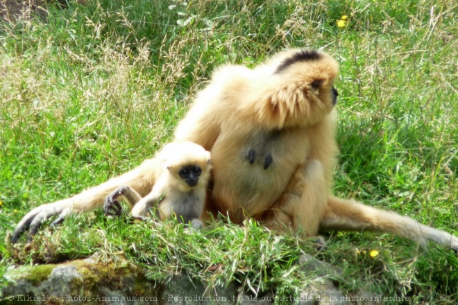 Photo de Singe - gibbon