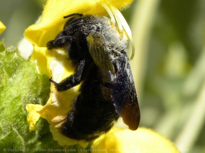 Photo d'Abeille charpentire - xylocope