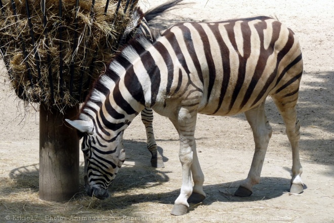 Photo de Zebre