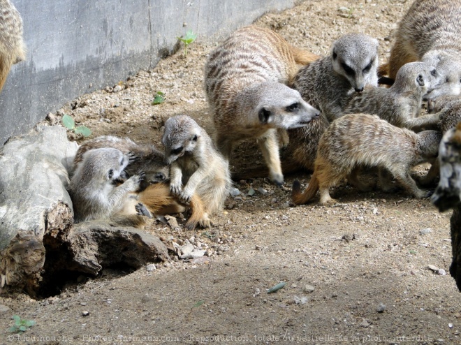 Photo de Suricate