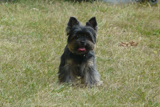 Photo de Yorkshire terrier