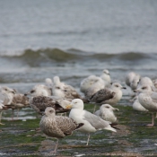 Photo de Mouette