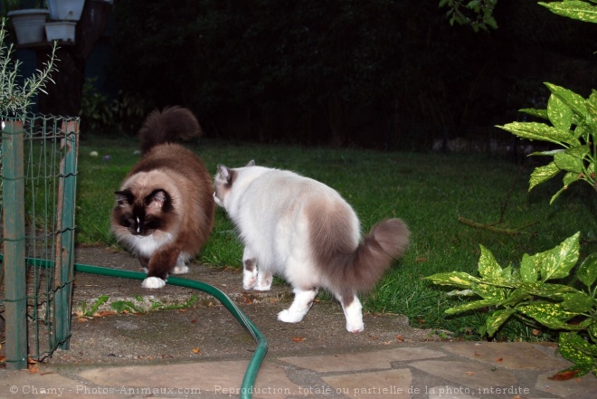 Photo de Ragdoll