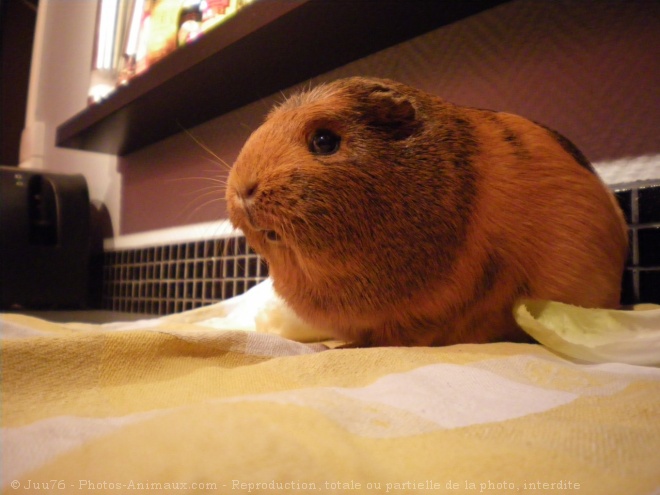 Photo de Cochon d'inde - agouti