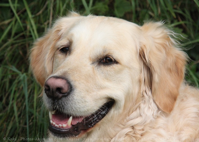 Photo de Golden retriever