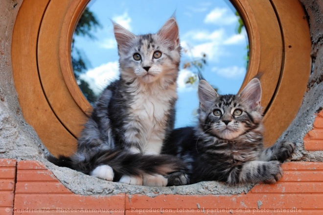 Photo de Maine coon