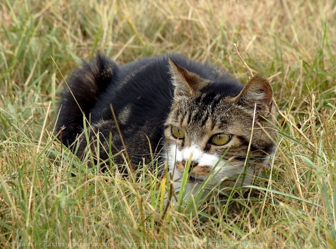 Photo de Chat domestique