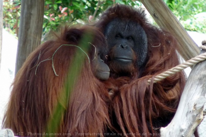 Photo d'Orang-outan