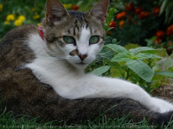 Photo de Chat domestique