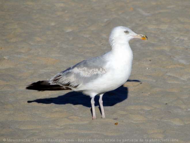 Photo de Mouette