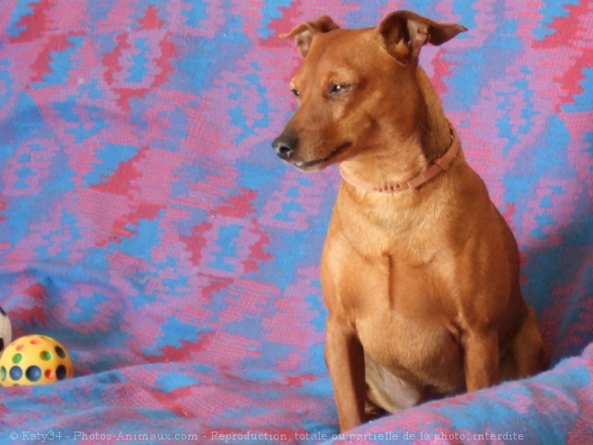 Photo de Pinscher nain