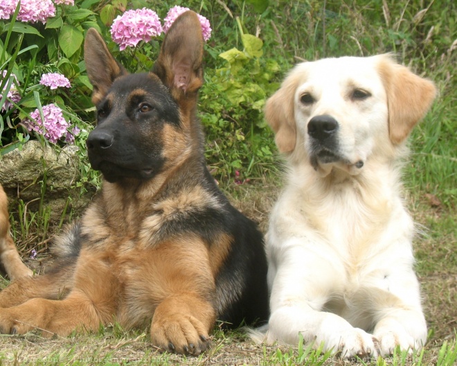 Photo de Golden retriever