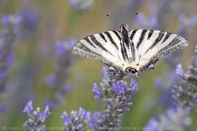 Photo de Papillon