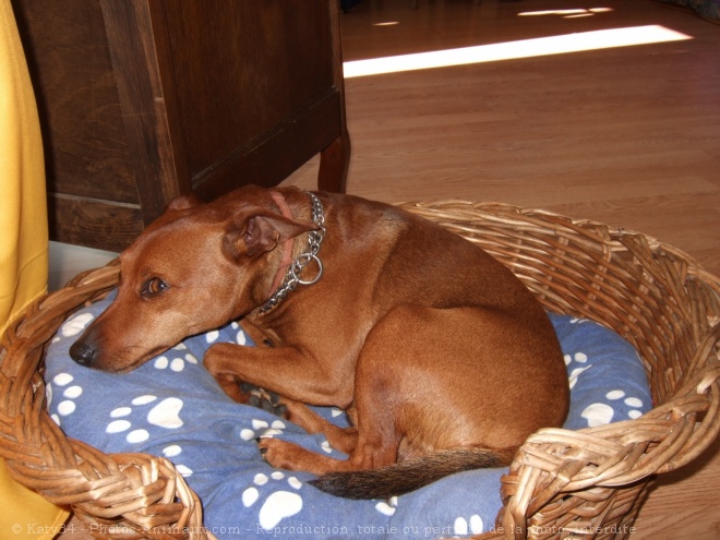 Photo de Pinscher nain