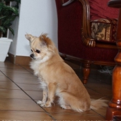 Photo de Chihuahua  poil long