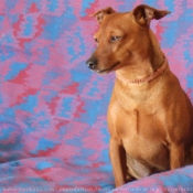 Photo de Pinscher nain