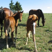 Photo de Trotteur franais