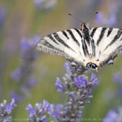 Photo de Papillon