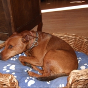 Photo de Pinscher nain