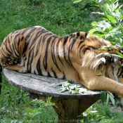 Photo de Tigre