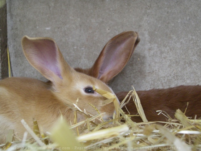 Photo de Lapin