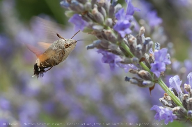 Photo de Papillon