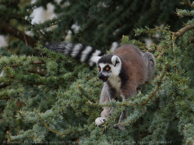 Photo de Lmurien - maki catta