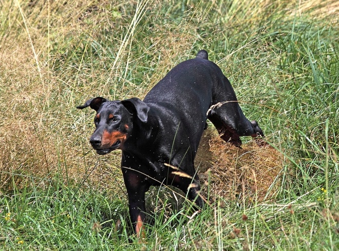 Photo de Dobermann