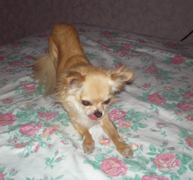 Photo de Chihuahua  poil long