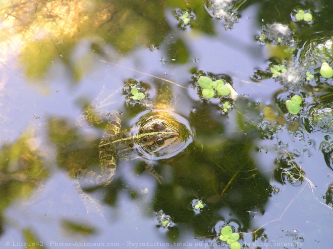 Photo de Grenouille