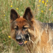 Photo de Berger allemand  poil court