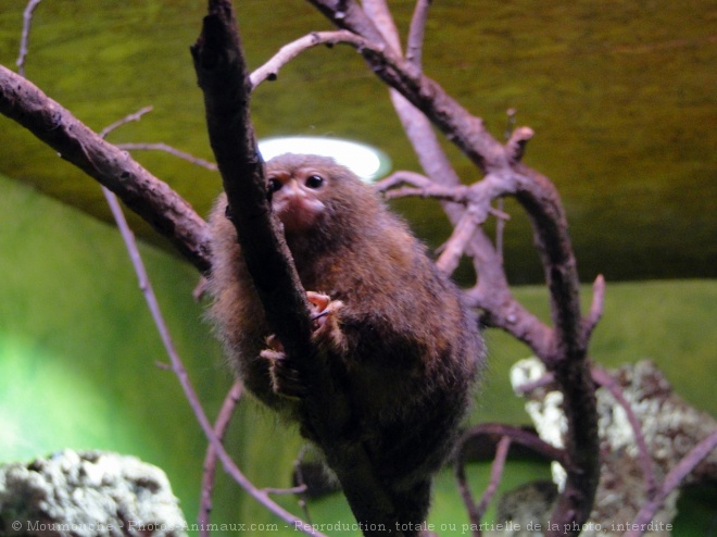 Photo de Singe - ouistiti pygme