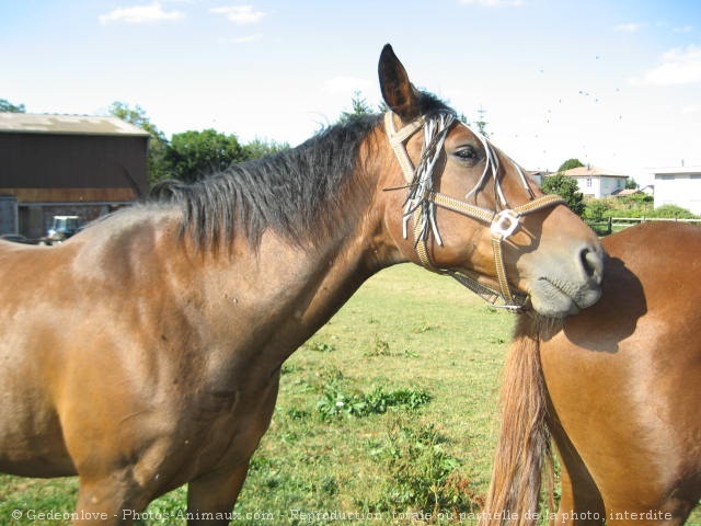 Photo de Trotteur franais