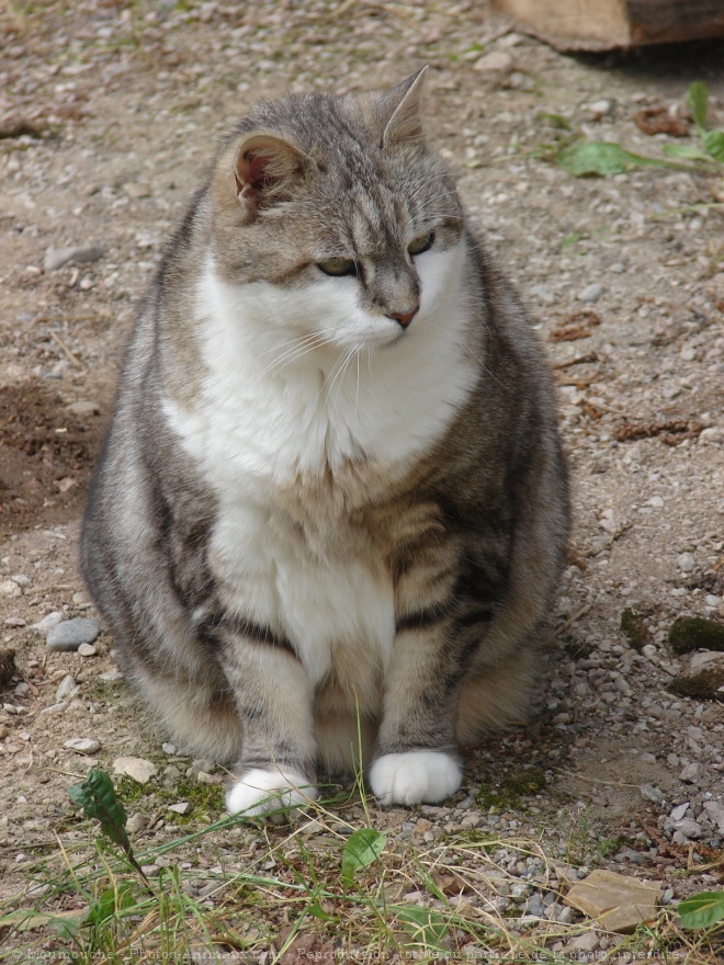 Photo de Chat domestique