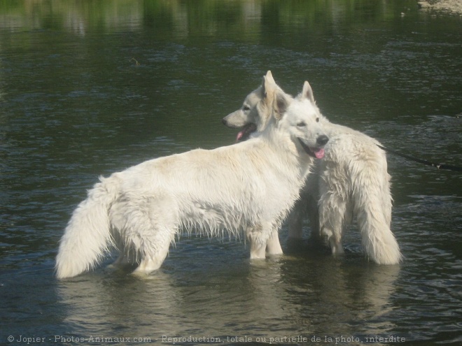 Photo de Berger blanc suisse