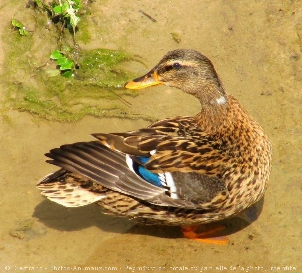 Photo de Canard