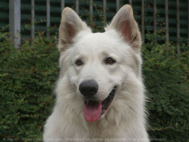 Photo de Berger blanc suisse