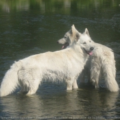 Photo de Berger blanc suisse