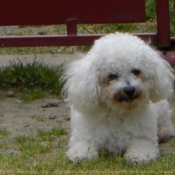 Photo de Bichon  poil fris