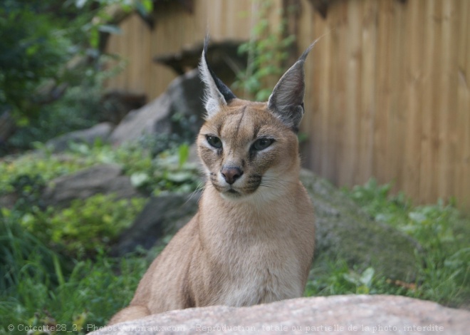 Photo de Caracal