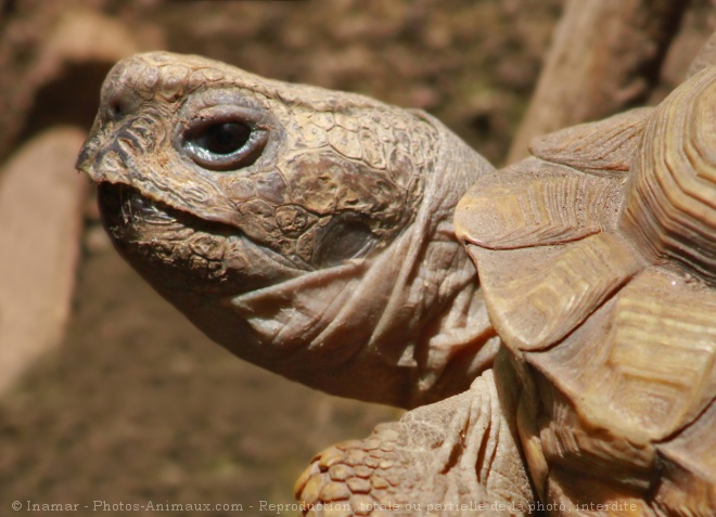 Photo de Tortue