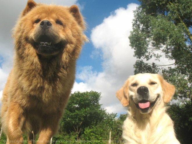 Photo de Races diffrentes