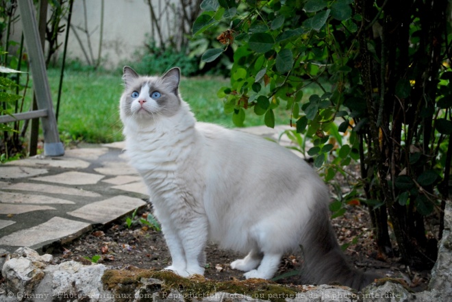 Photo de Ragdoll