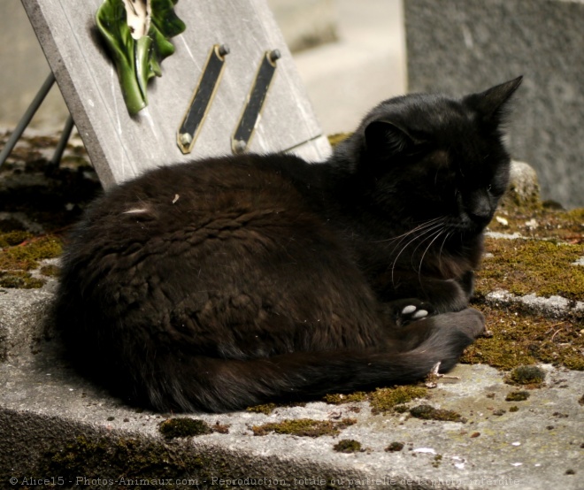 Photo de Chat domestique