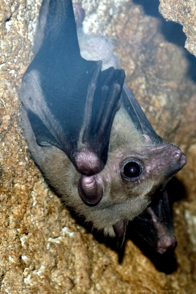 Photo de Chauve-souris