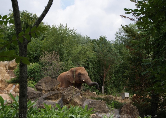 Photo d'Elphant d'afrique