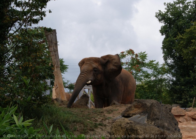 Photo d'Elphant d'afrique